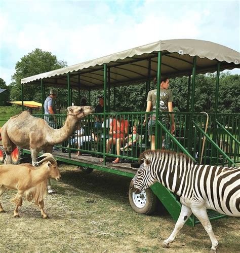 Aikman wildlife adventure - Aikman Wildlife Adventure. 121 reviews. #1 of 8 things to do in Arcola. Nature & Wildlife AreasZoos. Closed now. Write a review. About. Aikman Wildlife Adventure is a wildlife …